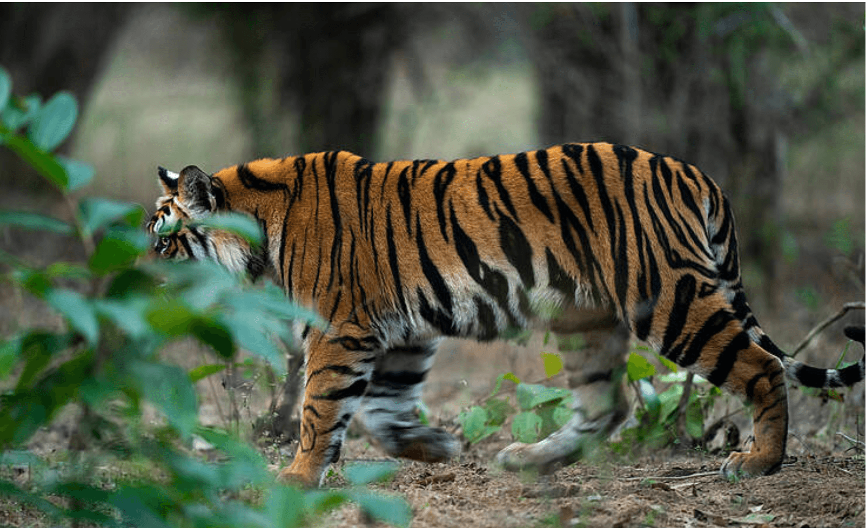 Fun Tiger Facts