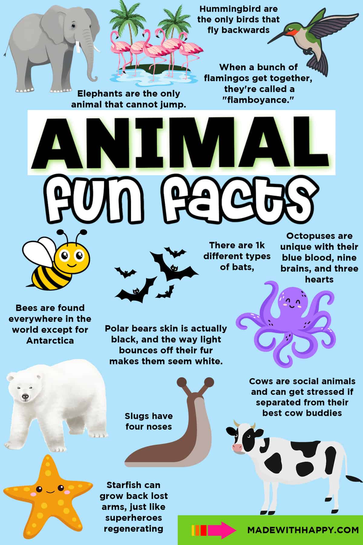 Fun Animal Facts